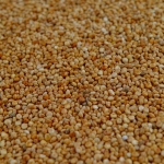 quinoa1