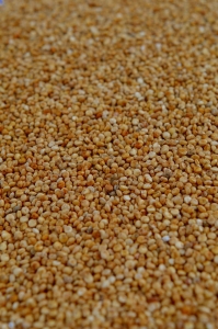 quinoa1