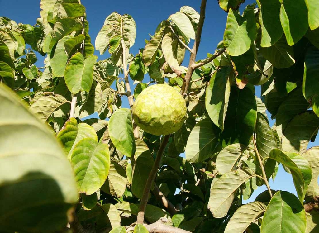 Cherimoya