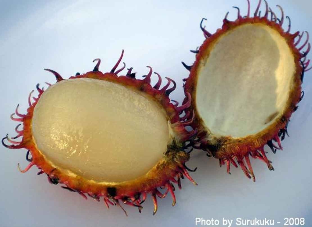 Rambutão